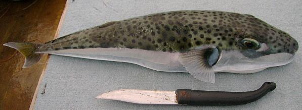 Poisson coffre à toxine mortelle Poisson coffre à toxine mortelle