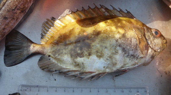 Poisson lapin Poisson lapin