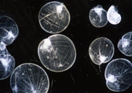 Noctilucas scintillans, photo Maurice Loir